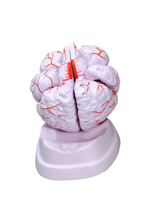 MODEL OF HUMAN BRAIN