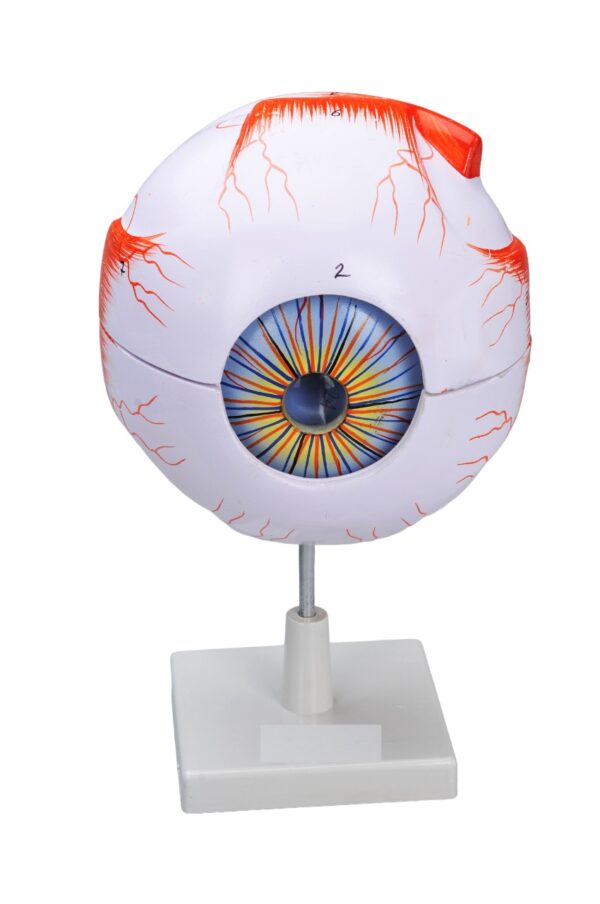 MODEL OF HUMAN EYE